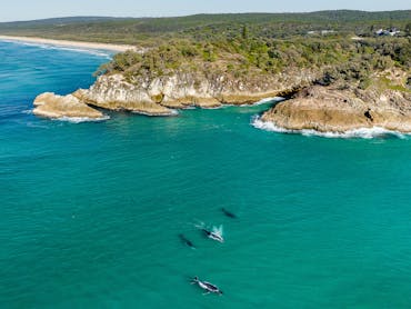 Whales at Point Lookout