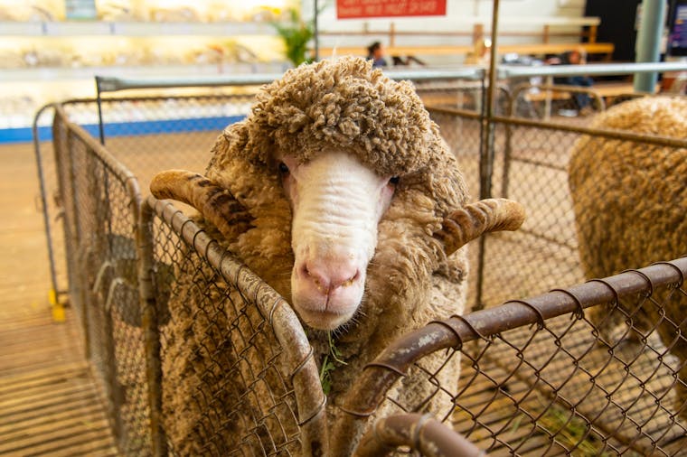 Royal Adelaide Show