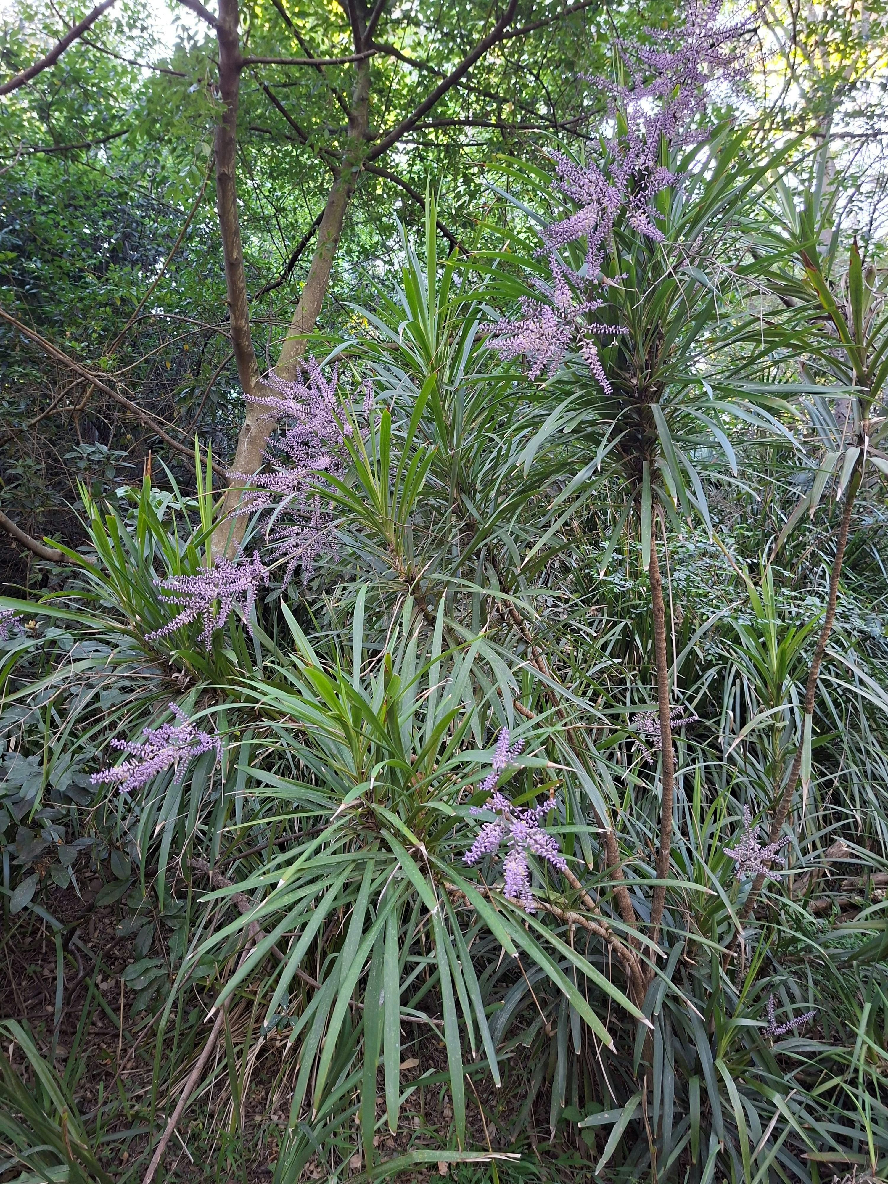 Natur, Flora, Fauna, Newcastle, Park