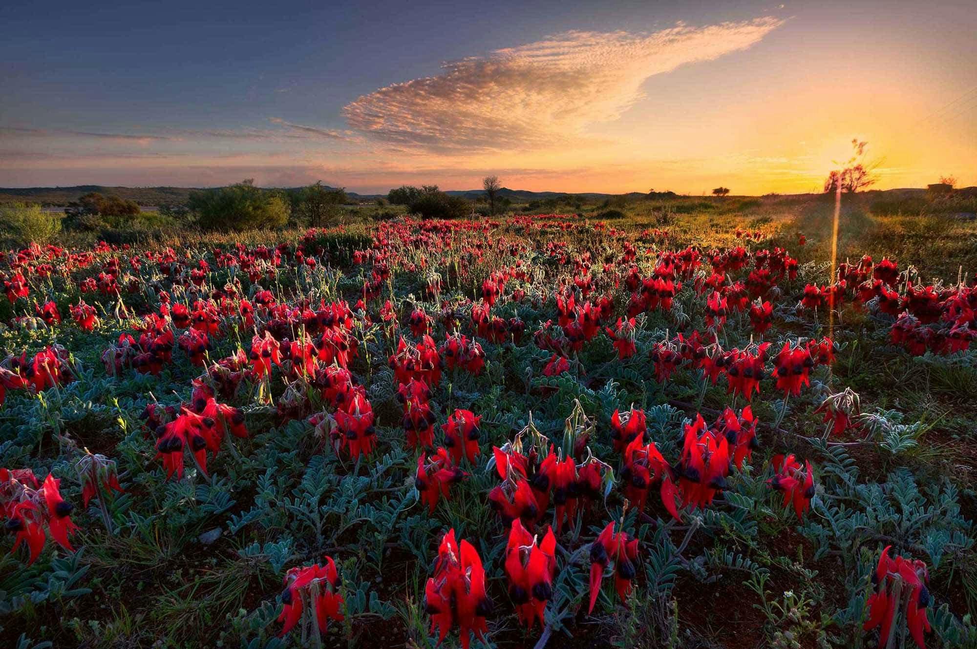 Sturt Pea