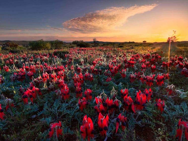 Sturt Pea