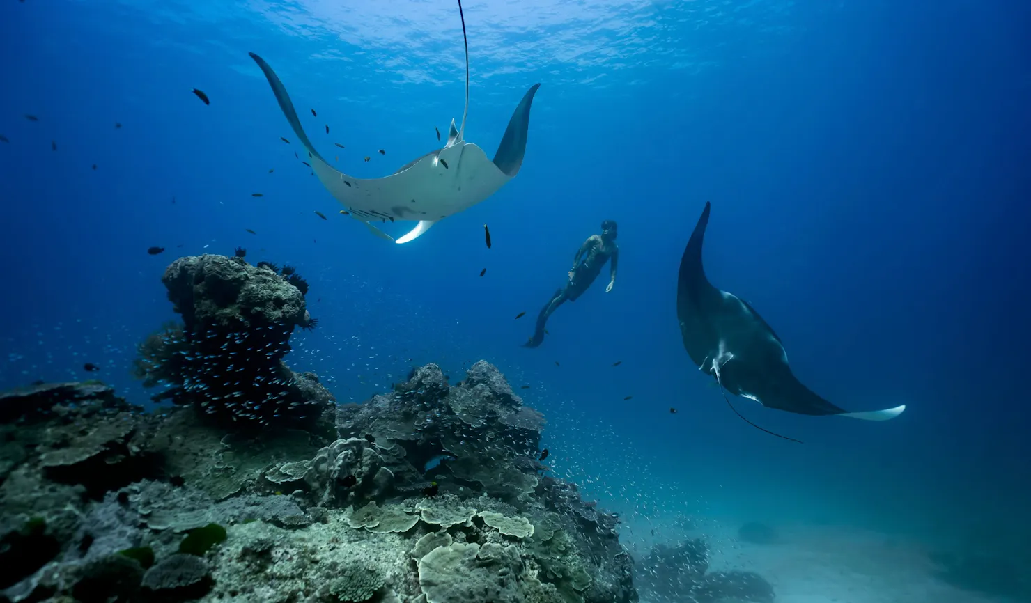 Freediving on the Great Barrier Reef with Oceanic Manta Rays