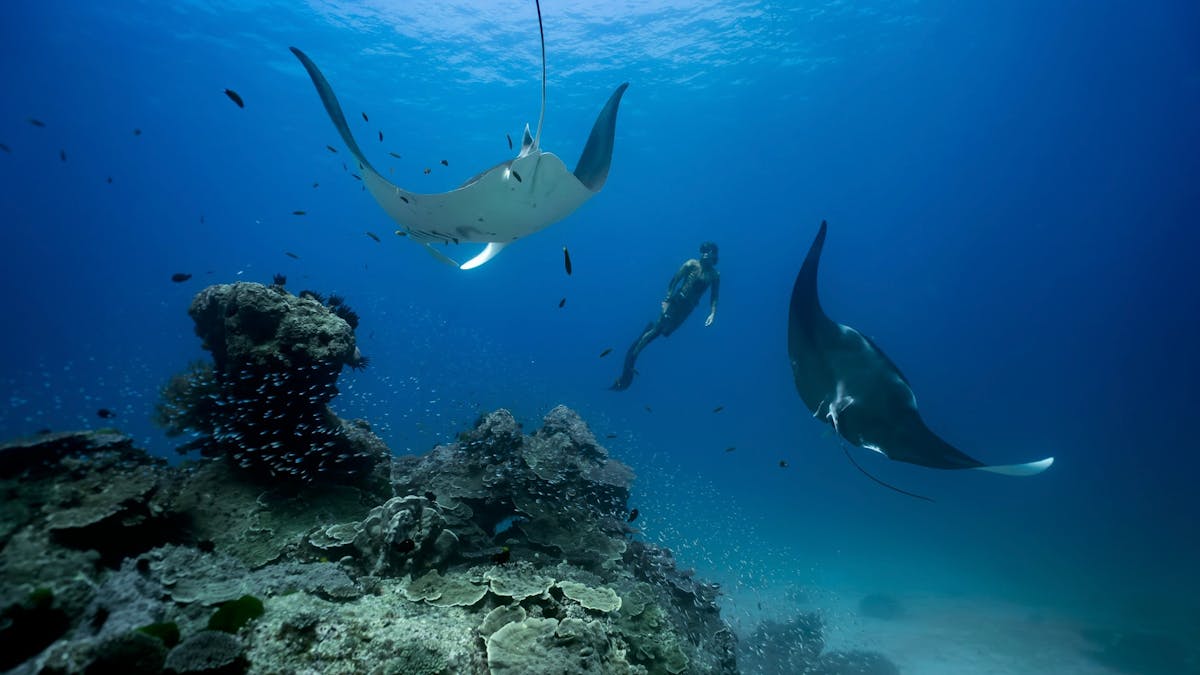 Freediving on the Great Barrier Reef with Oceanic Manta Rays