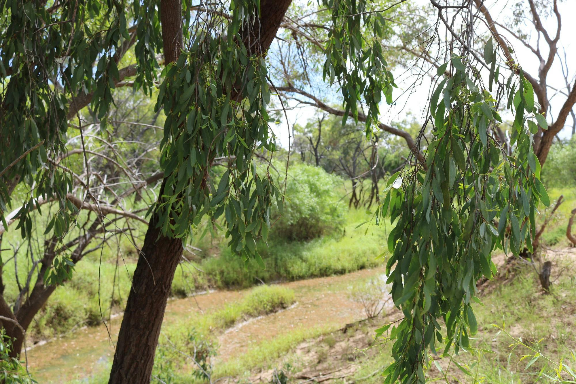 Watyakan Creek