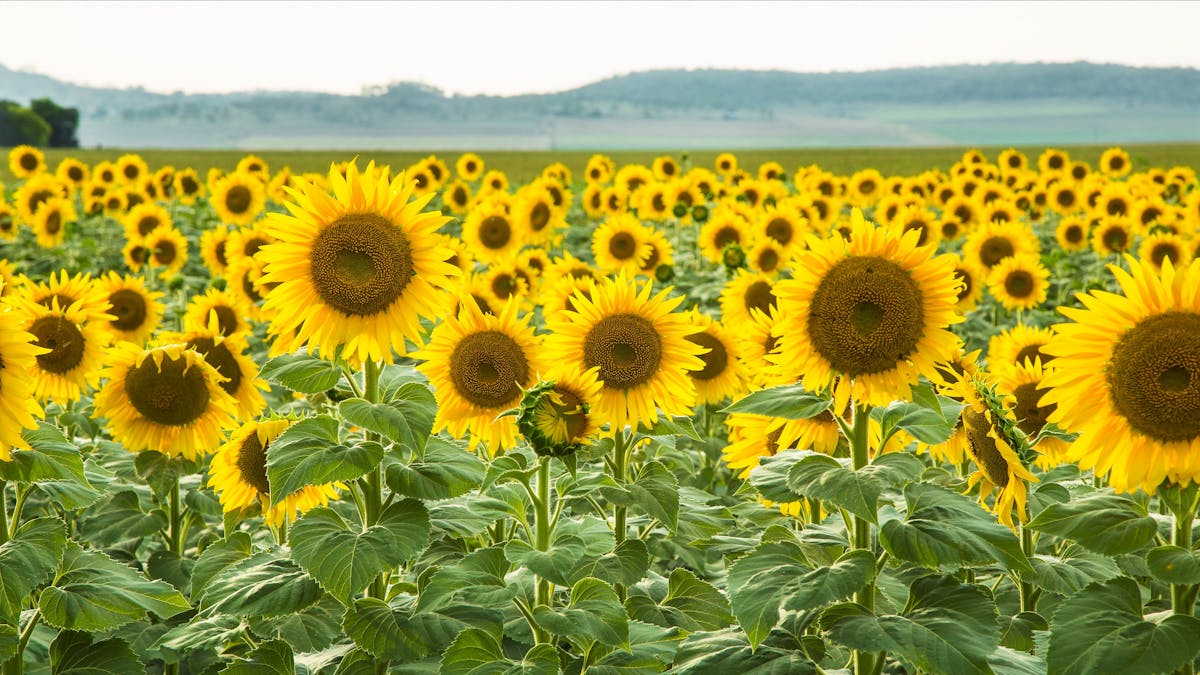 Sunflowers, Clifton