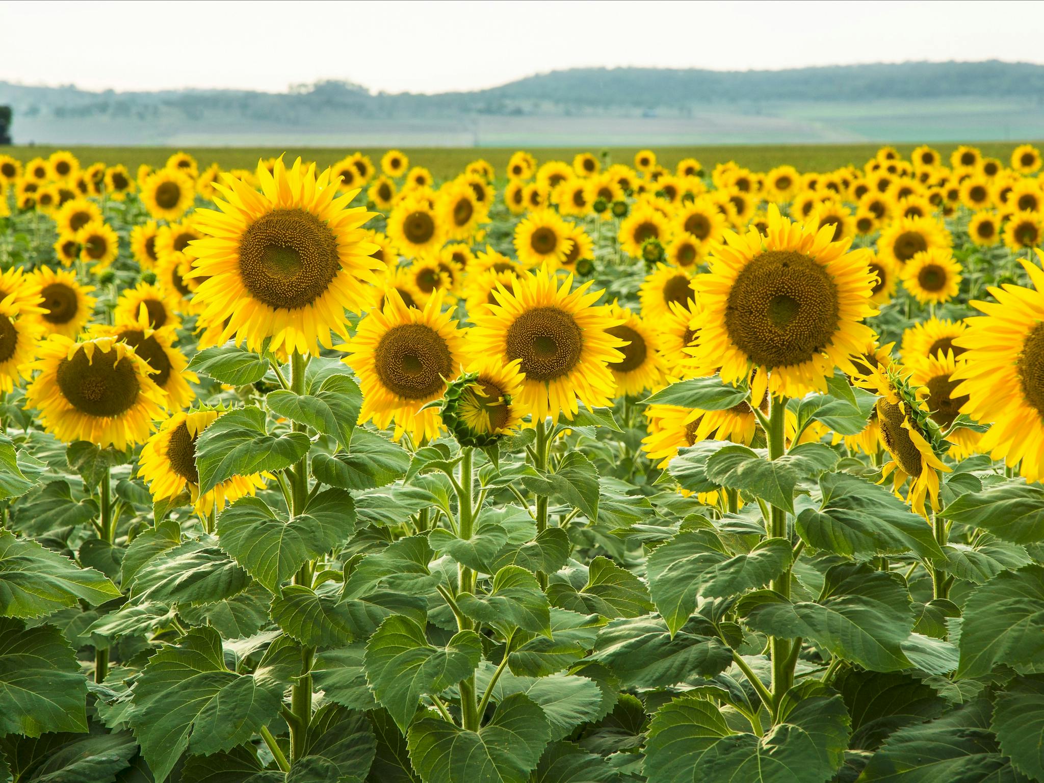 Sunflowers, Clifton Sunflowers, Clifton