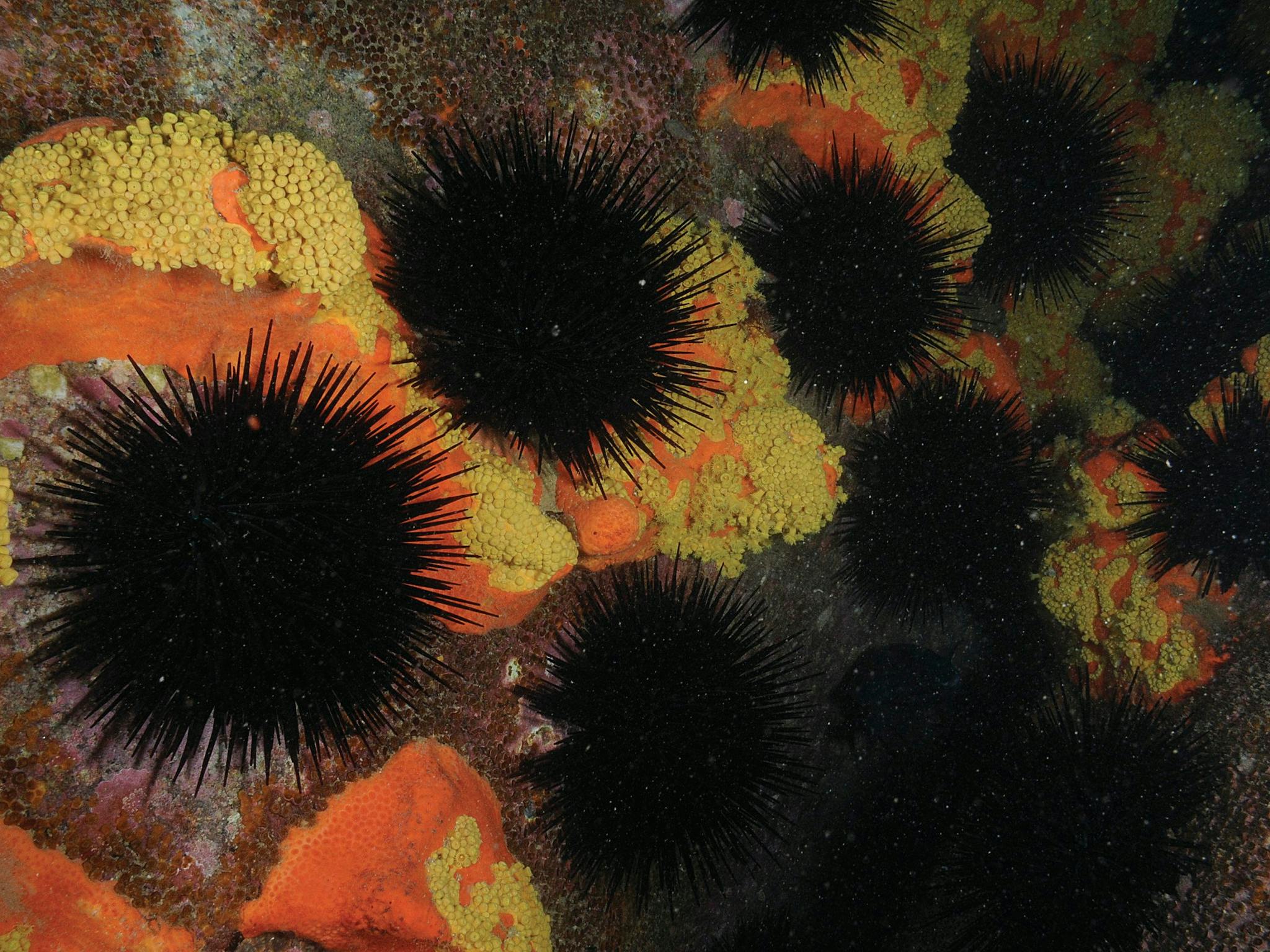 Point Hicks Marine National Park