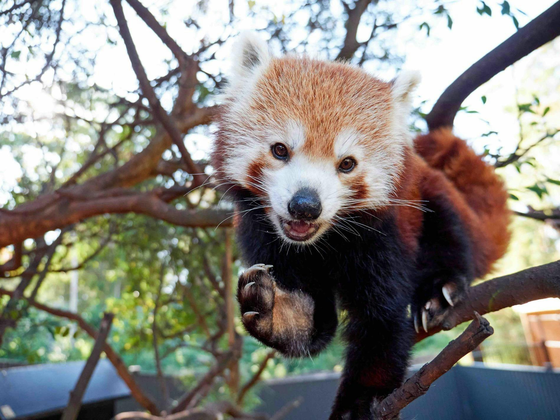Red Panda RedPanda Billabong BillabongZoo PortMacquarie