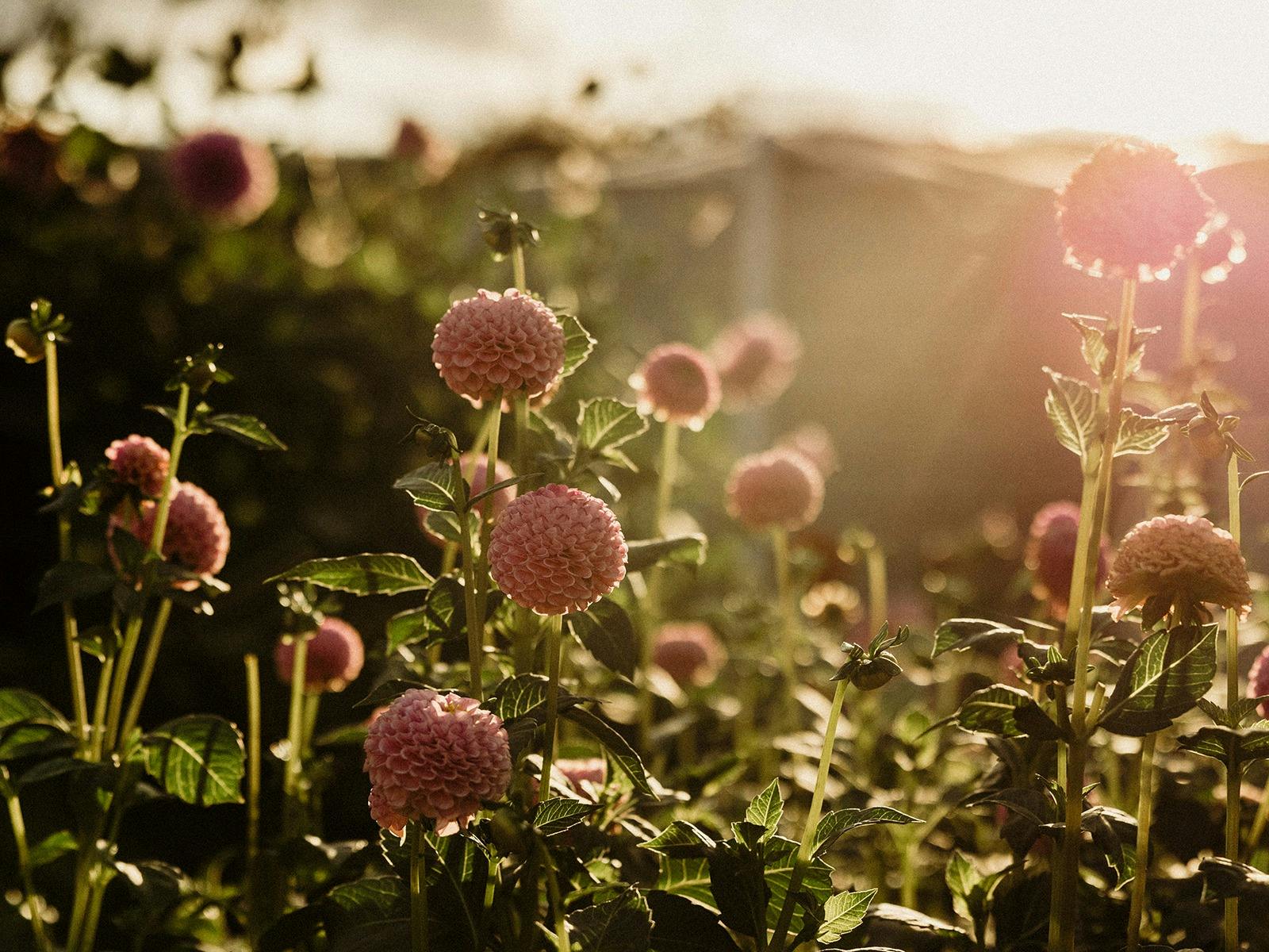 Collector Cottage Cutting Garden