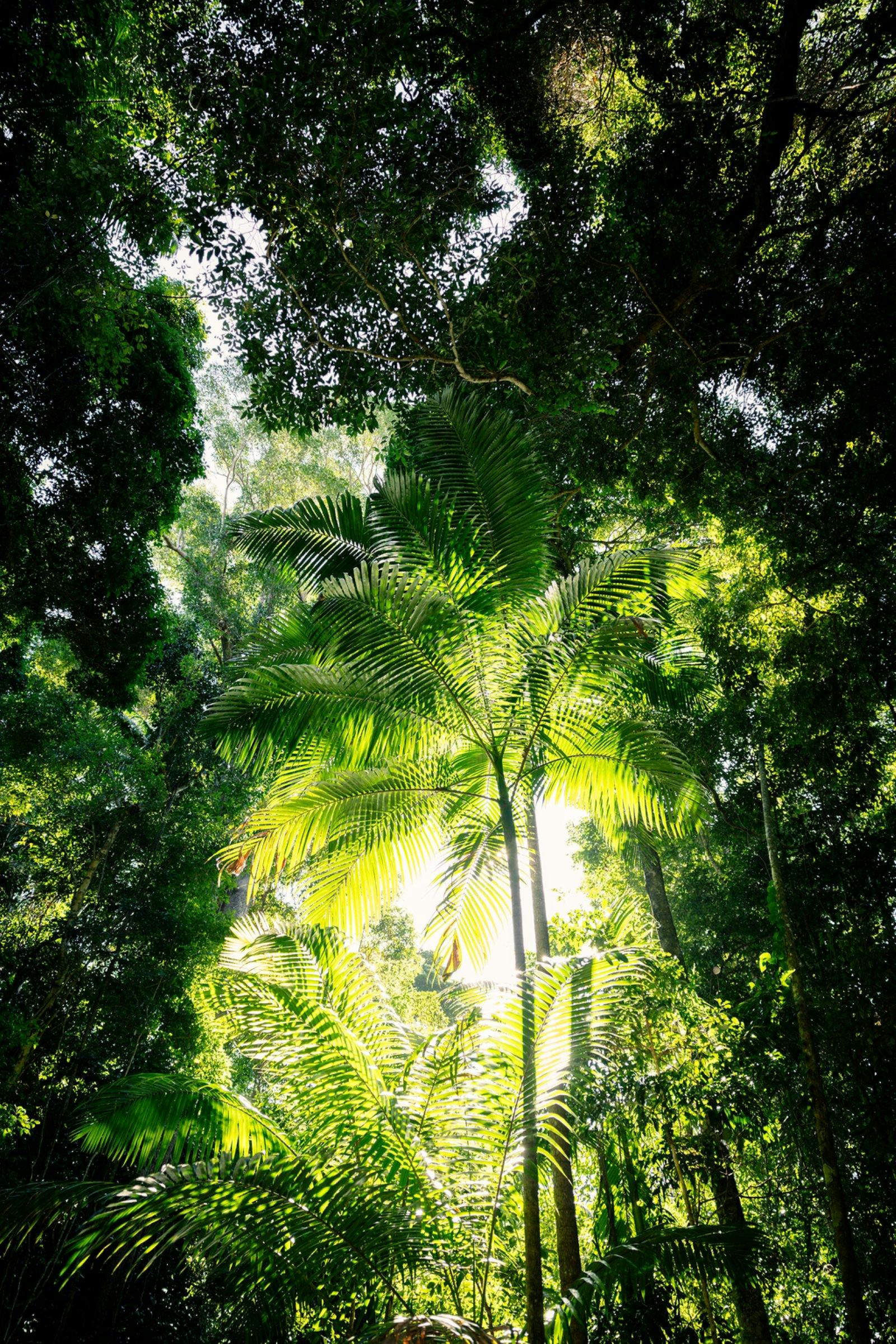 Toolara State Forest