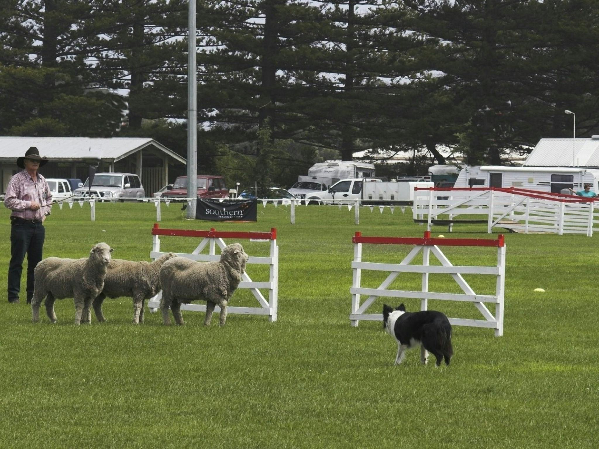 Sheepdog Trials