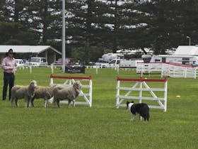 The Commonwealth Championship Sheepdog Trials