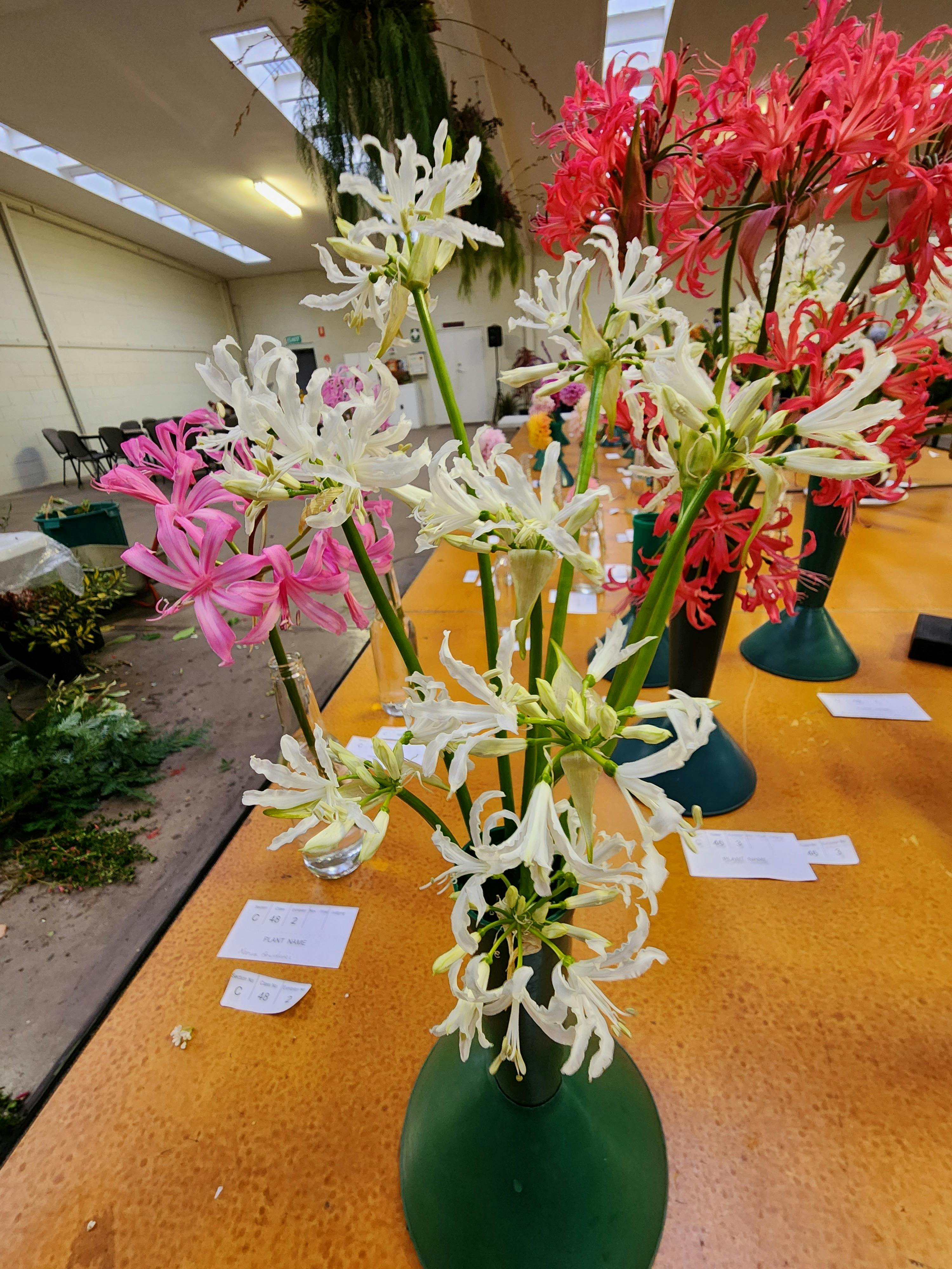 Autumn Show