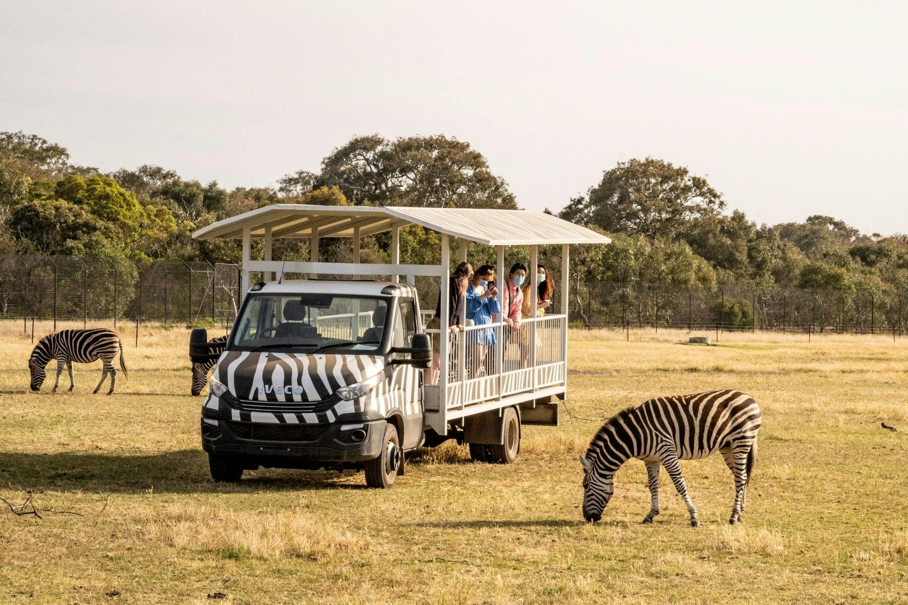 Visitors in a safari bus looking at zebras grazing in a field