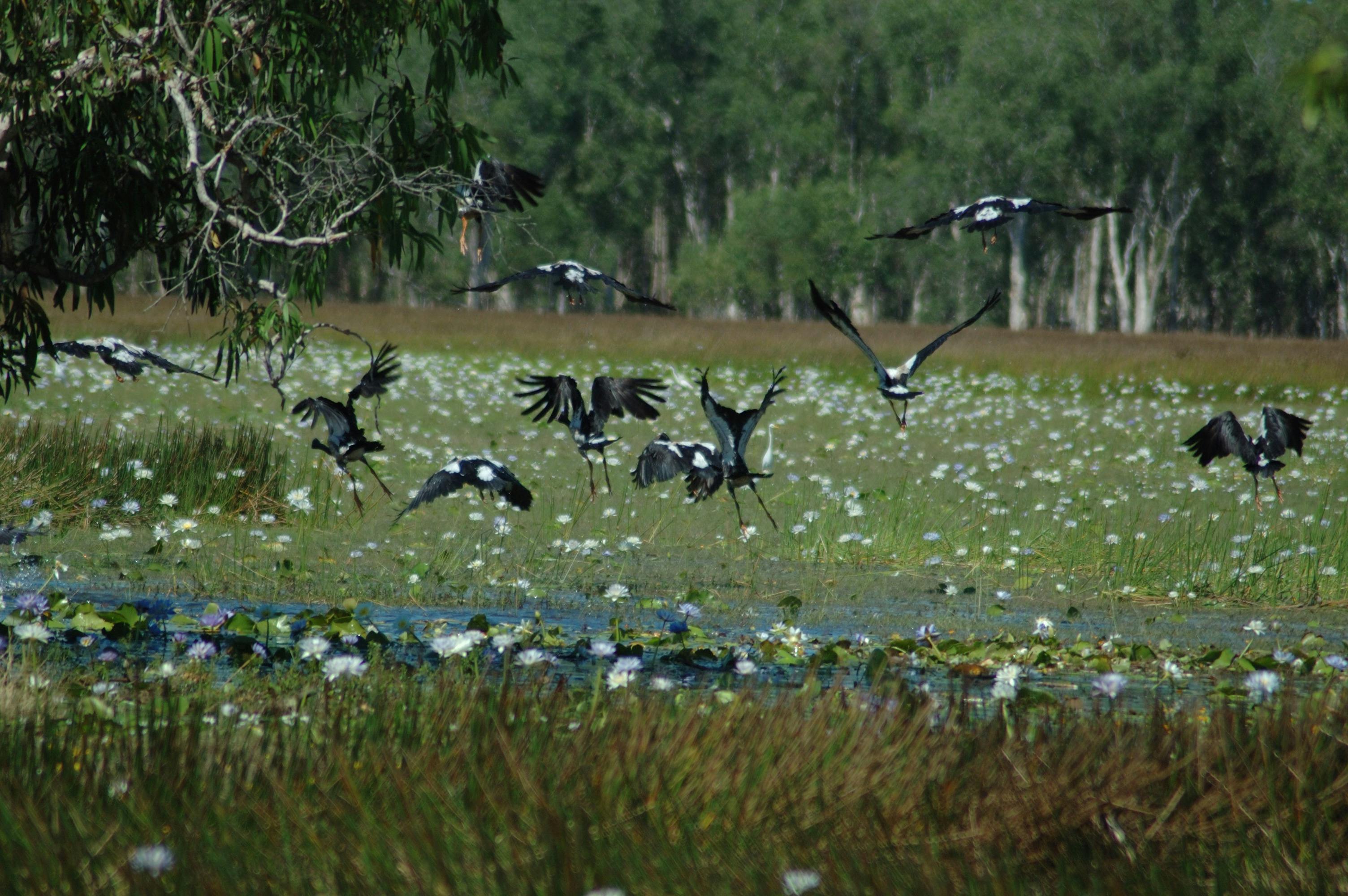 Visit beautiful scenic areas with an abundance of native bird life.