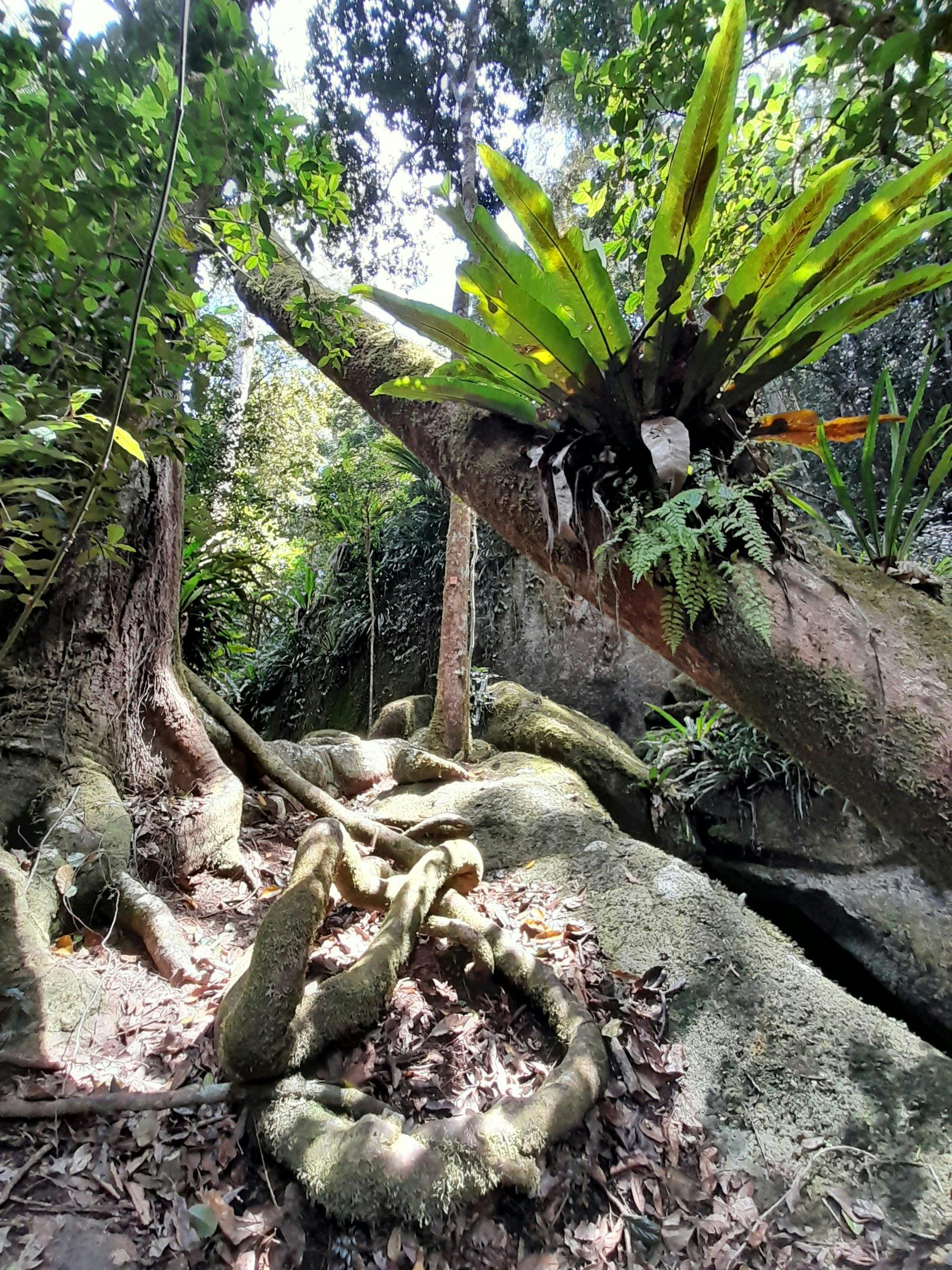 Rainforest plants