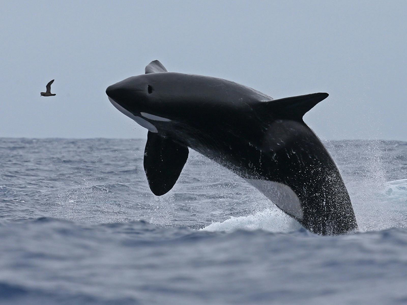 Killer Whale Tour