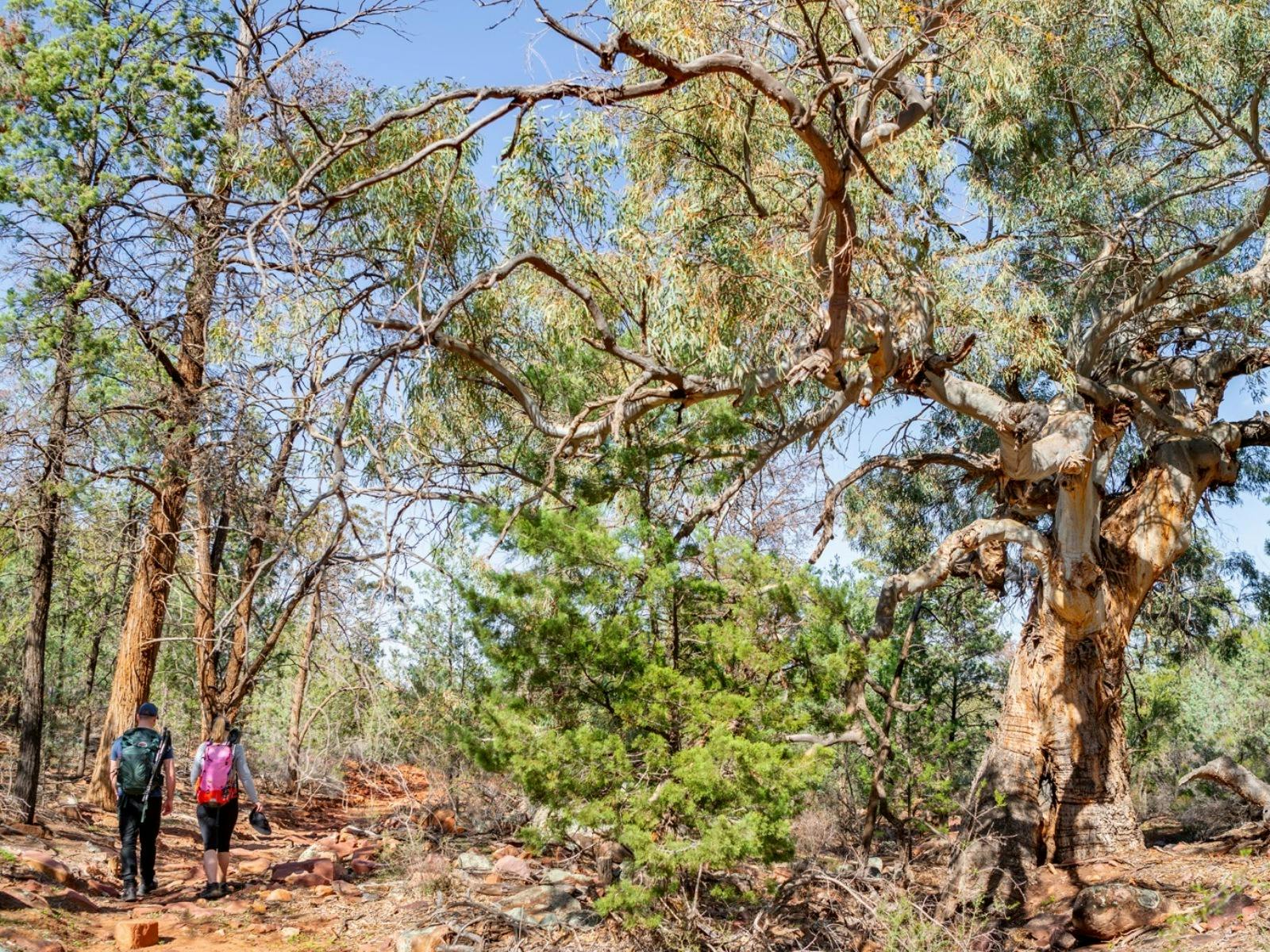 Rawnsley Bluff Trail
