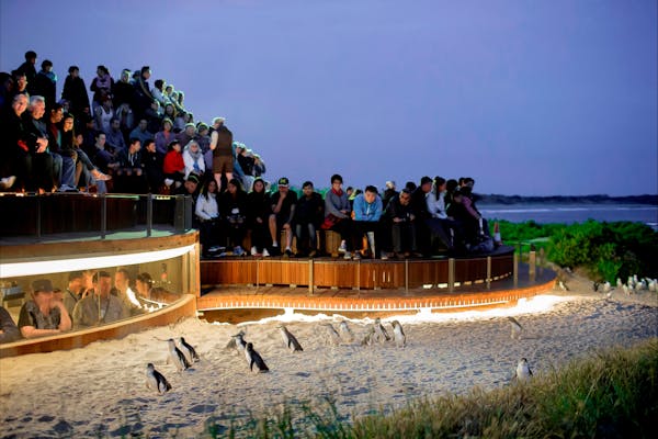 Phillip Island Penguin Parade