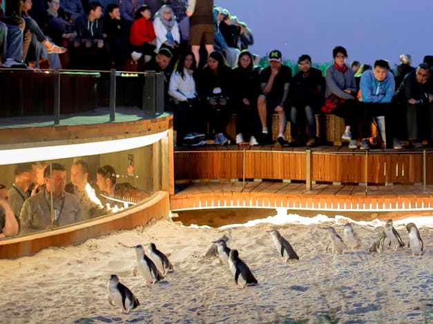 Phillip Island Penguin Parade