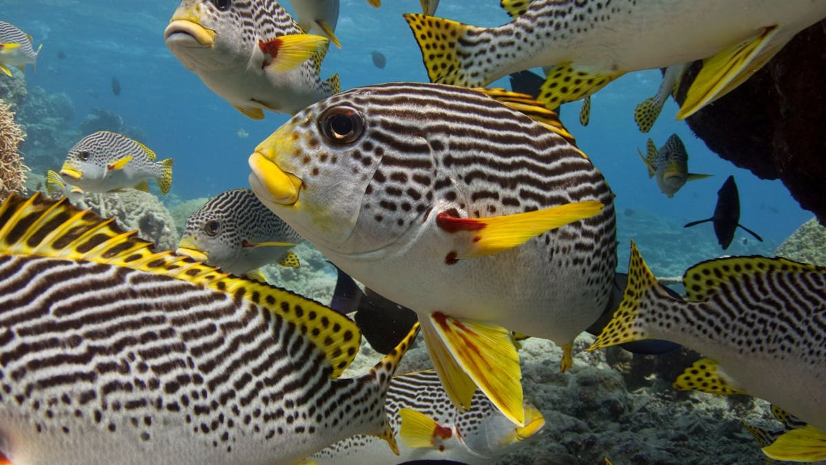 Sweetlip Fish