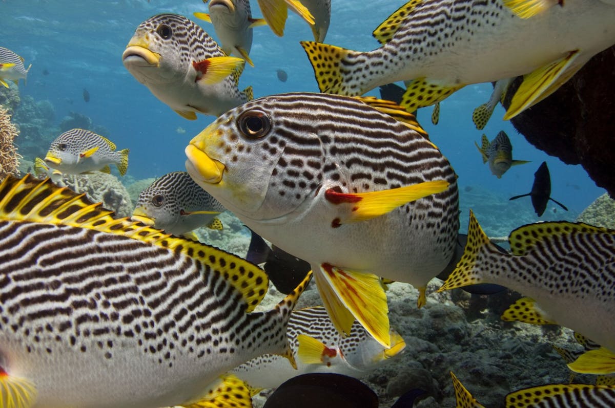 Sweetlip Fish