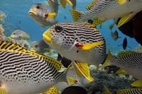 Sweetlip Fish