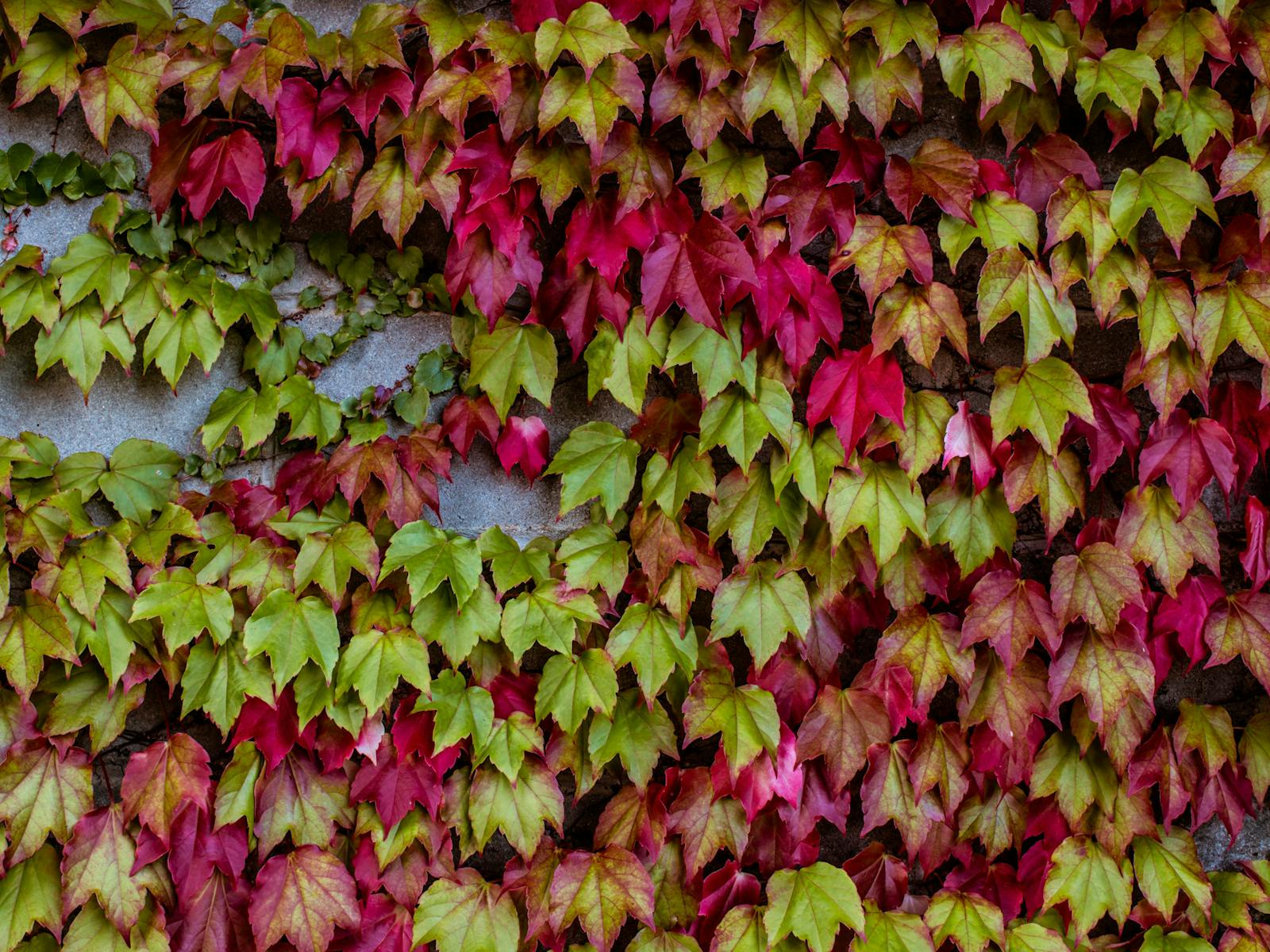 Boston Ivy in Autumn