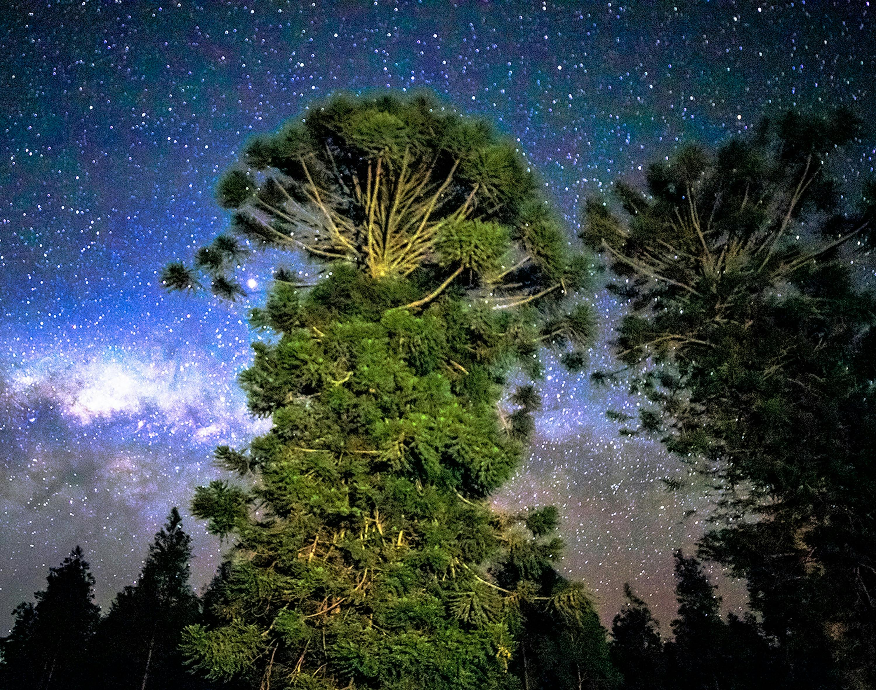 Ancient Trees Ancient Galaxies