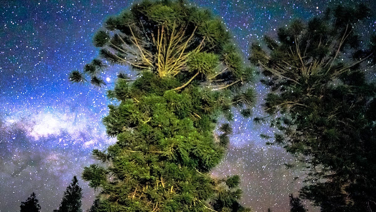 Ancient Trees Ancient Galaxies