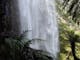 Bindaree Falls and tree ferns