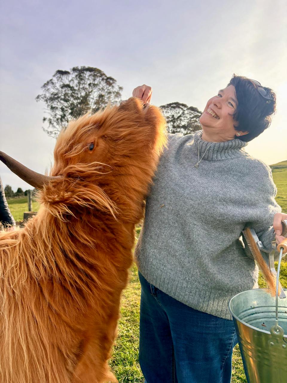 Cradle Mountain Highlands - Highland Cow Experience photo