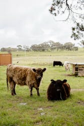 Animals