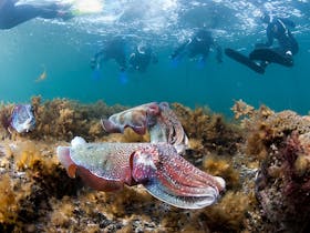 CuttleFest Giant Cuttlefish snorkel tours with Experiencing Marine Sanctuaries Cover Image