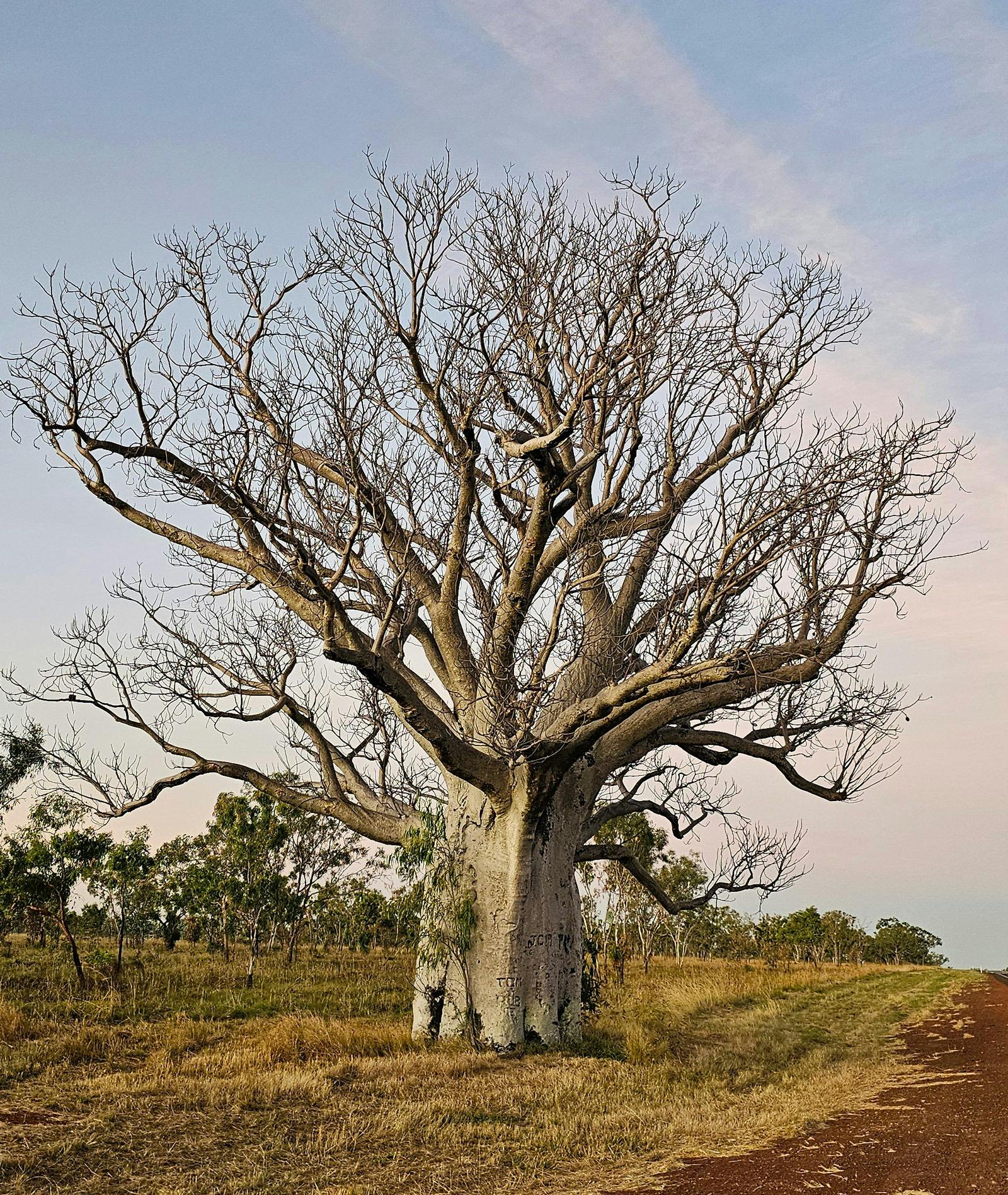 Kimberley Boab Trees