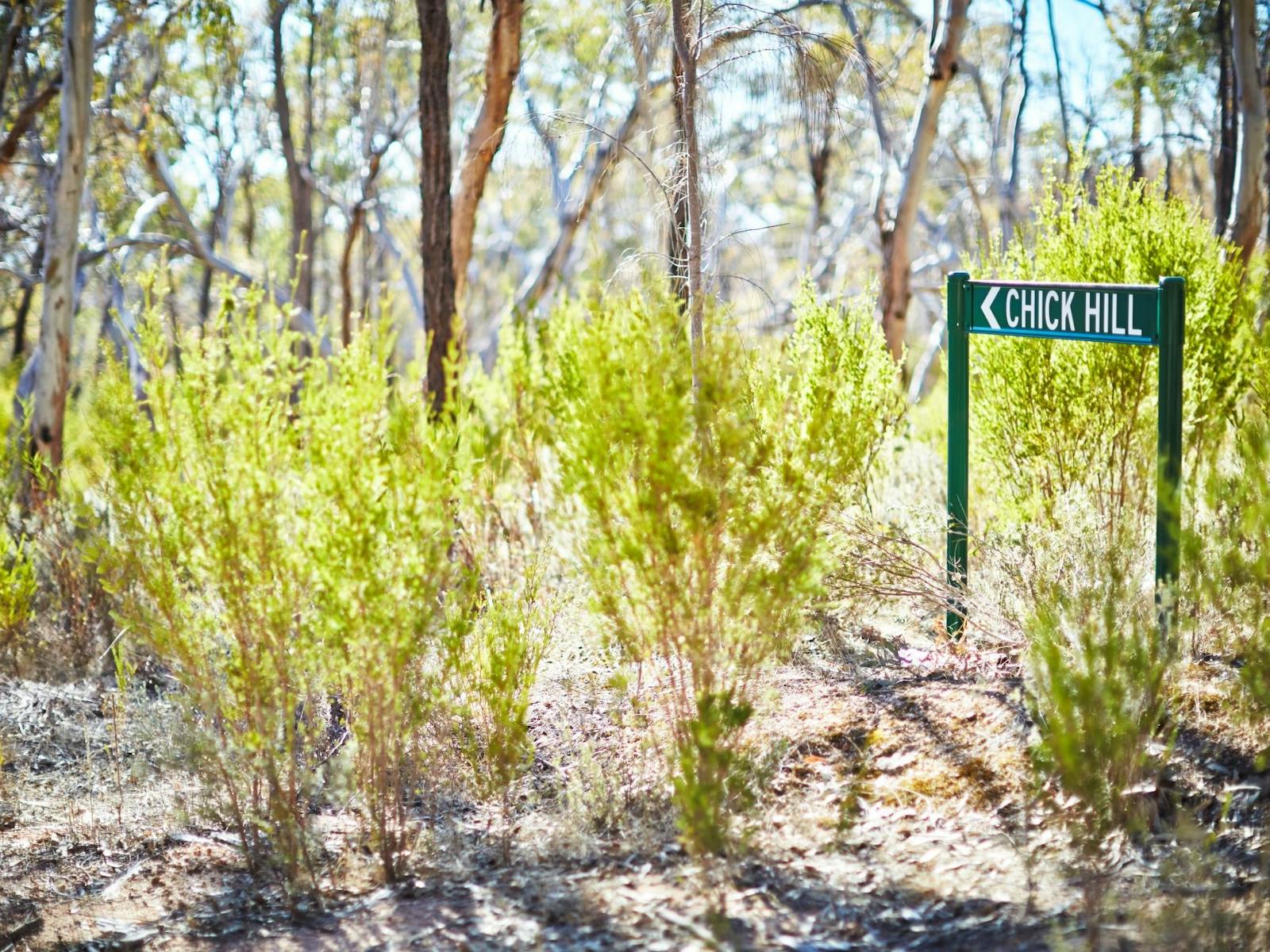 Green directional sign, green bushy plants, gum trees with grey, white and brown markings, sunrise