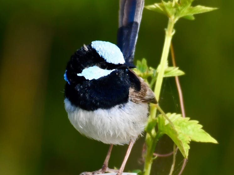 Superb Fairywren