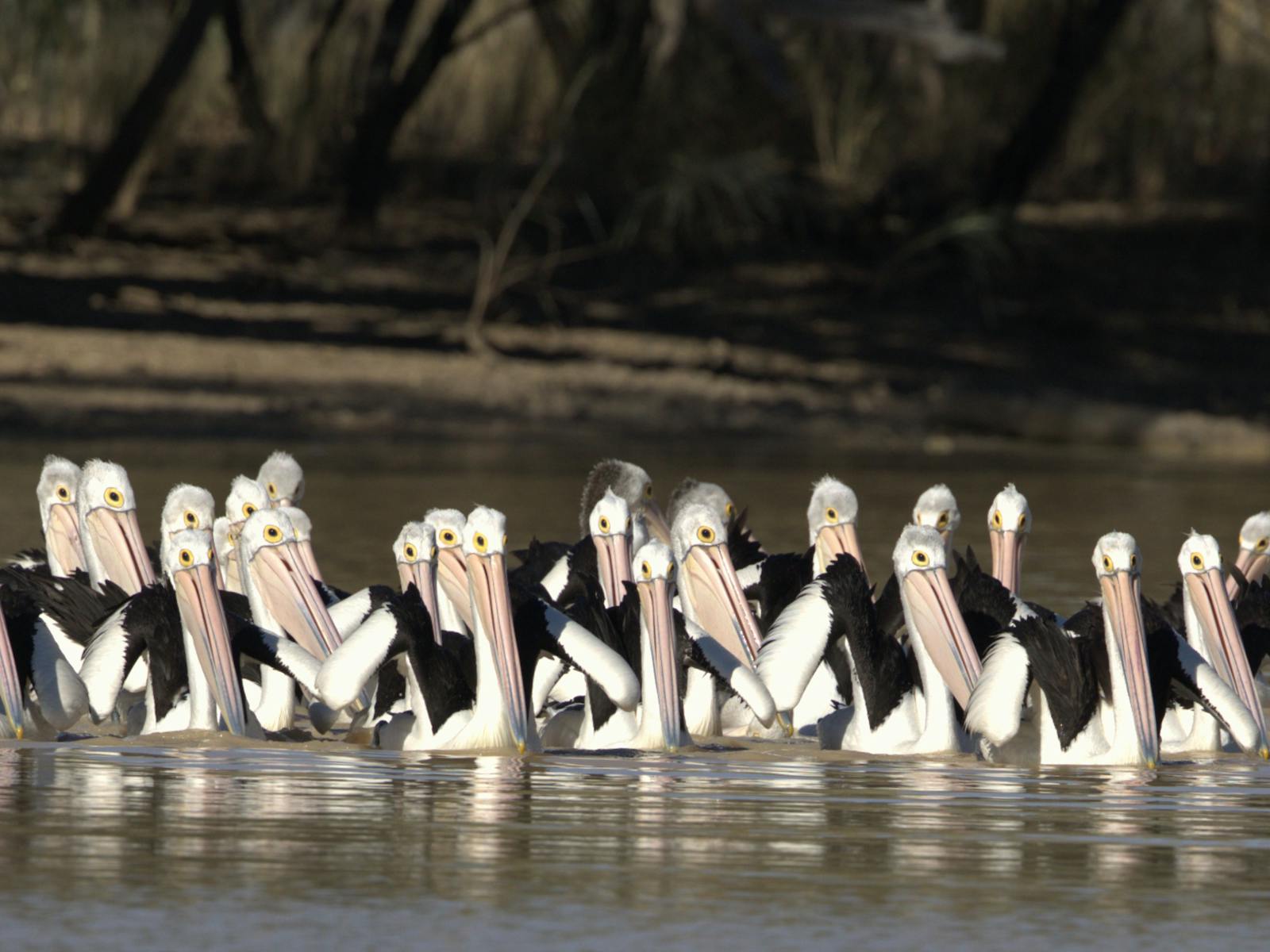 Pelicans at Currawinya National Park