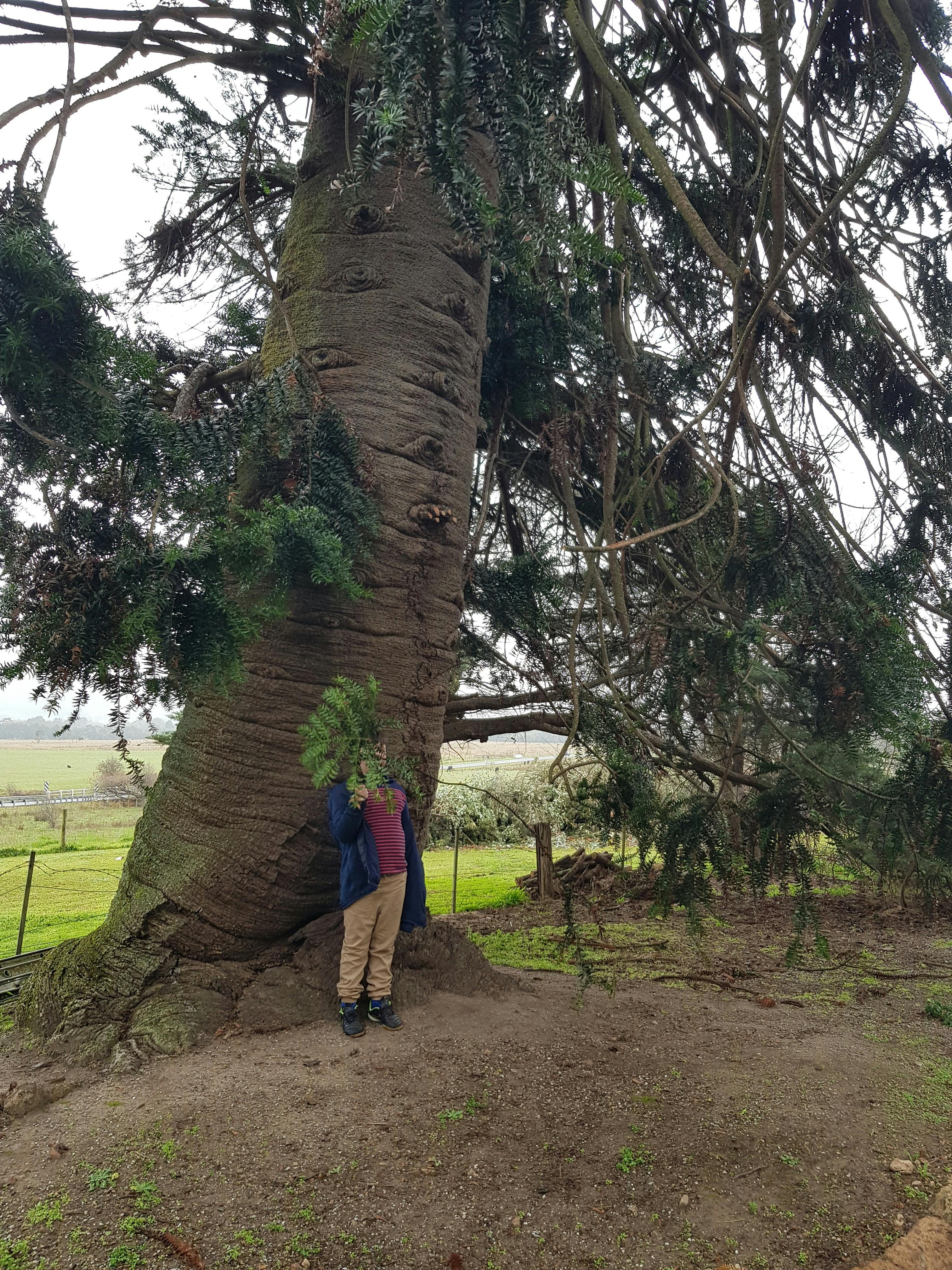 Yarra Valley