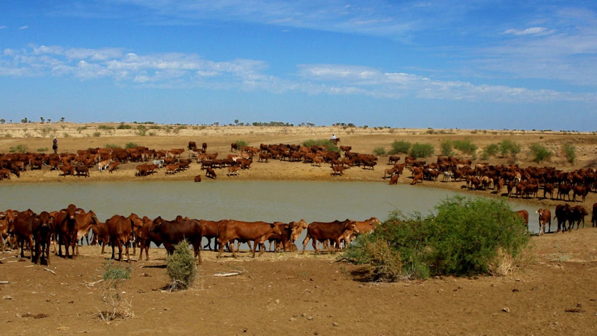 Cattle at watering hole