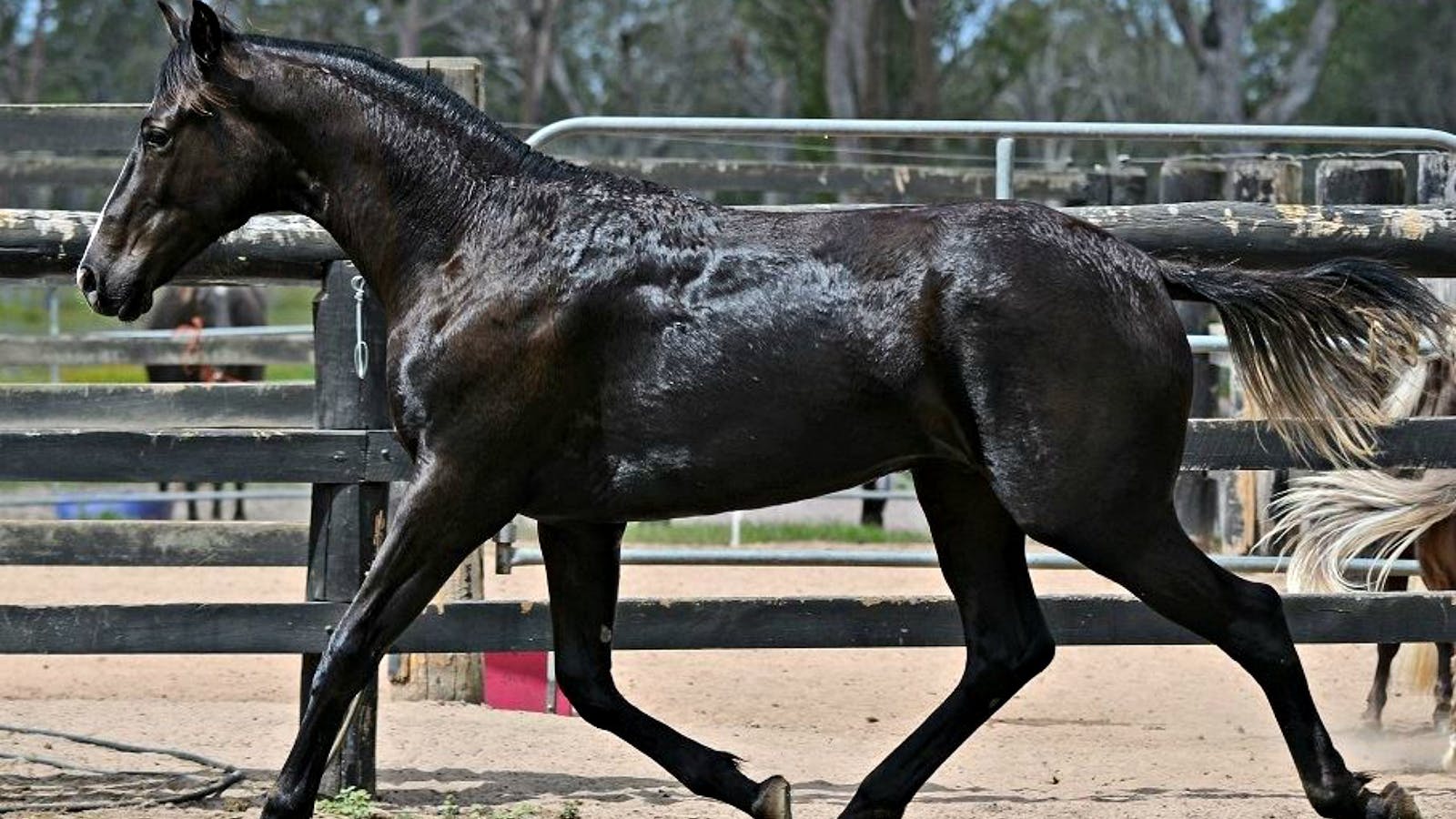 Image for Tocal College Australian Stock Horse Approved Sale