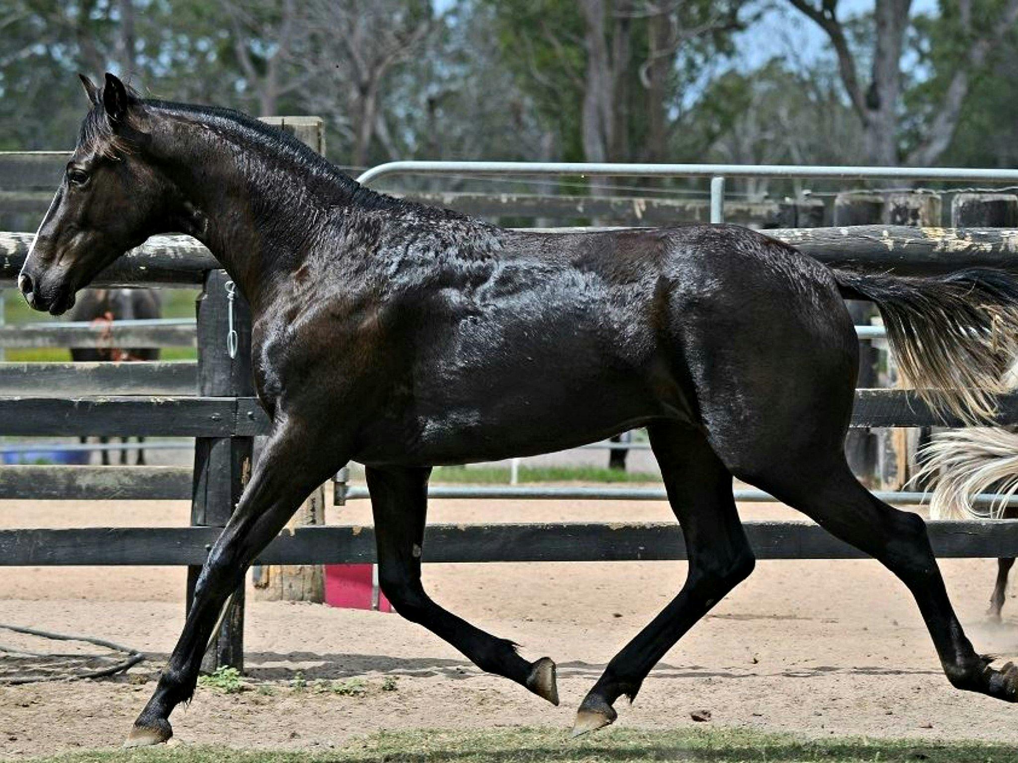 Australian Stock horse breed profile, facts, lifespan, traits, training, habitat, speed, range, diet, groom, care, standard, health, pedigree
