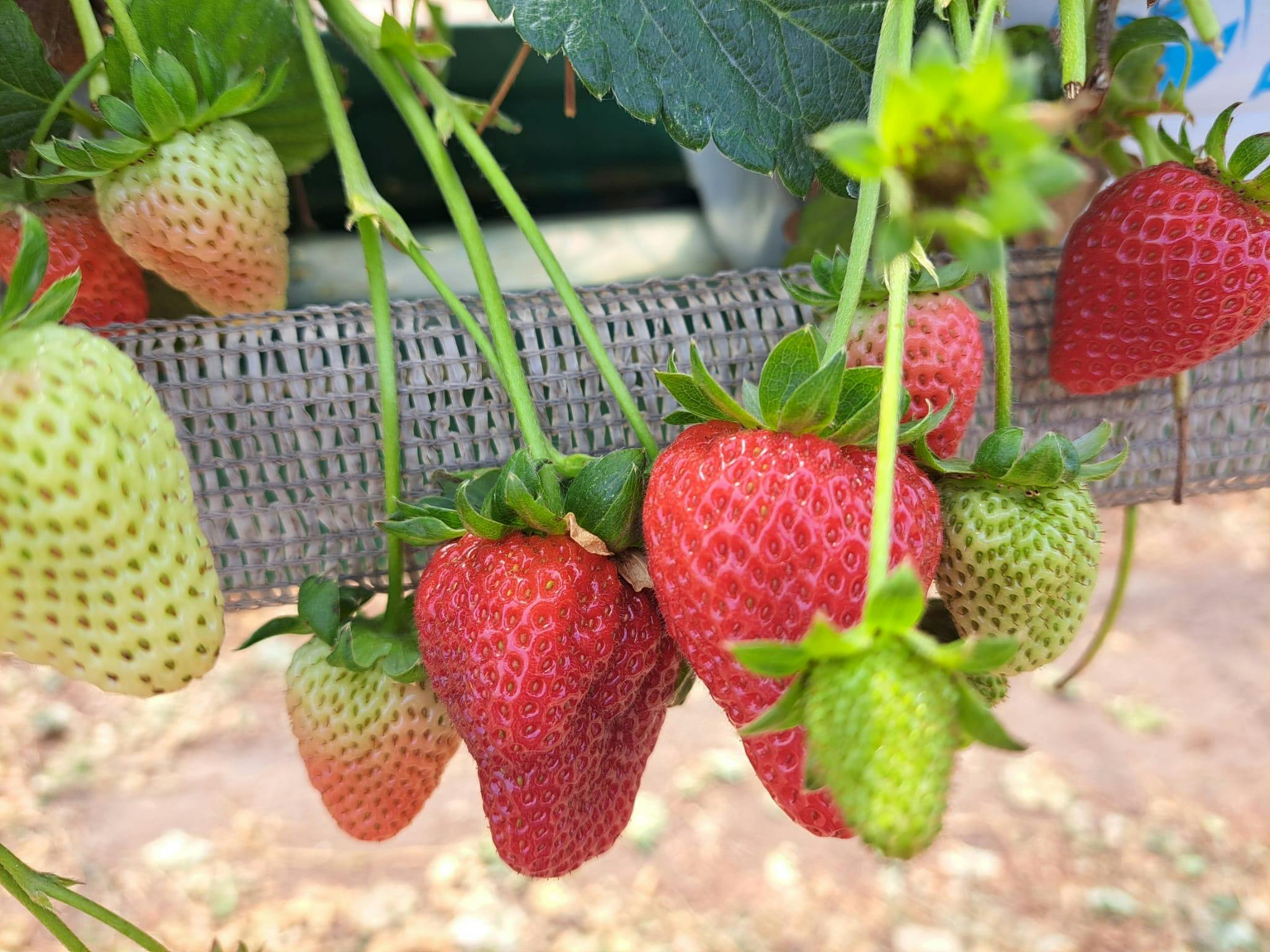 Hydro strawberries
