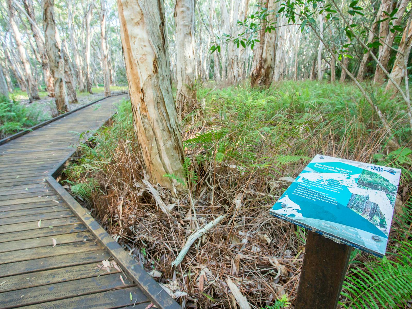 Melaleuca Rainforest