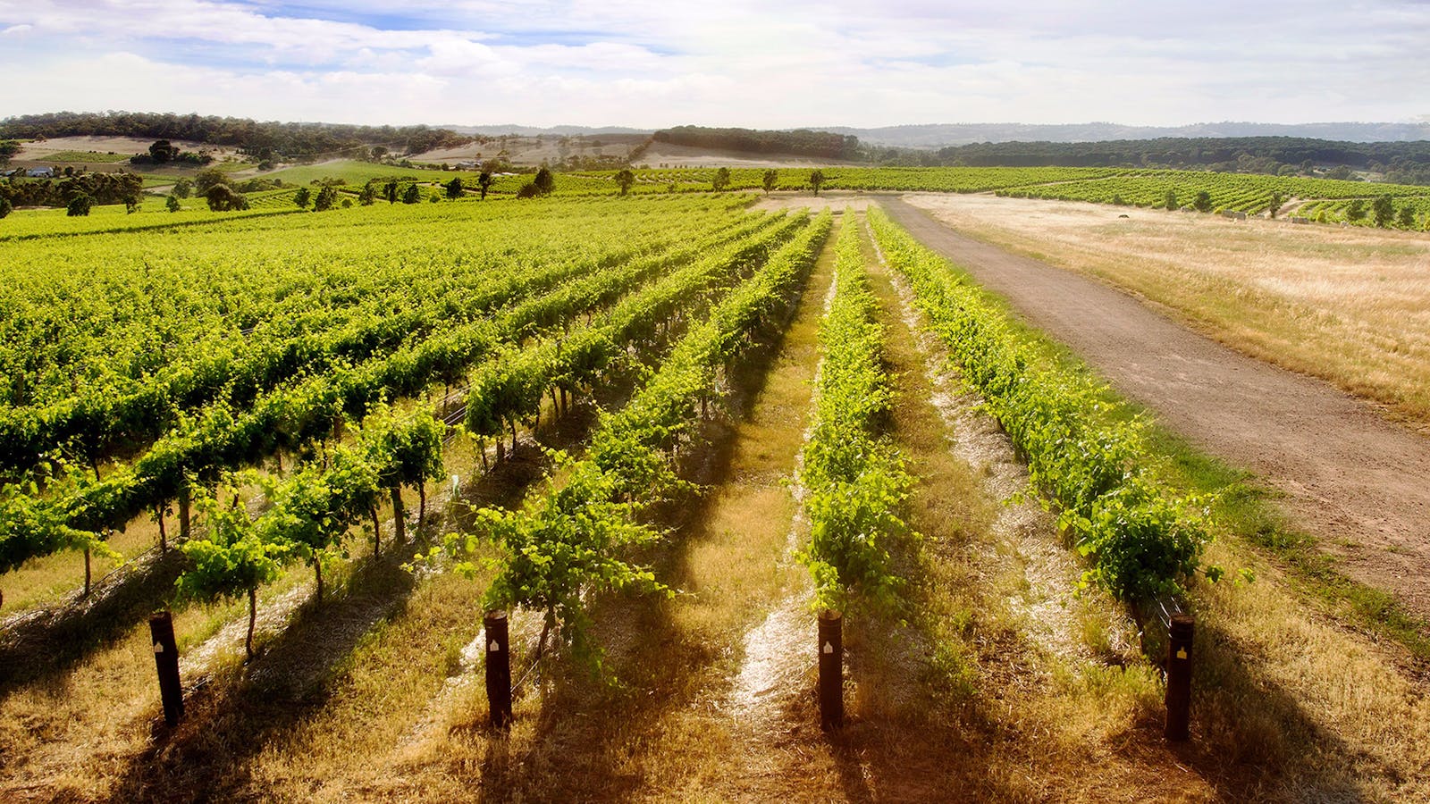 Enjoy five of our Single Vineyard Series wines in the vineyards from which the grapes are sourced
