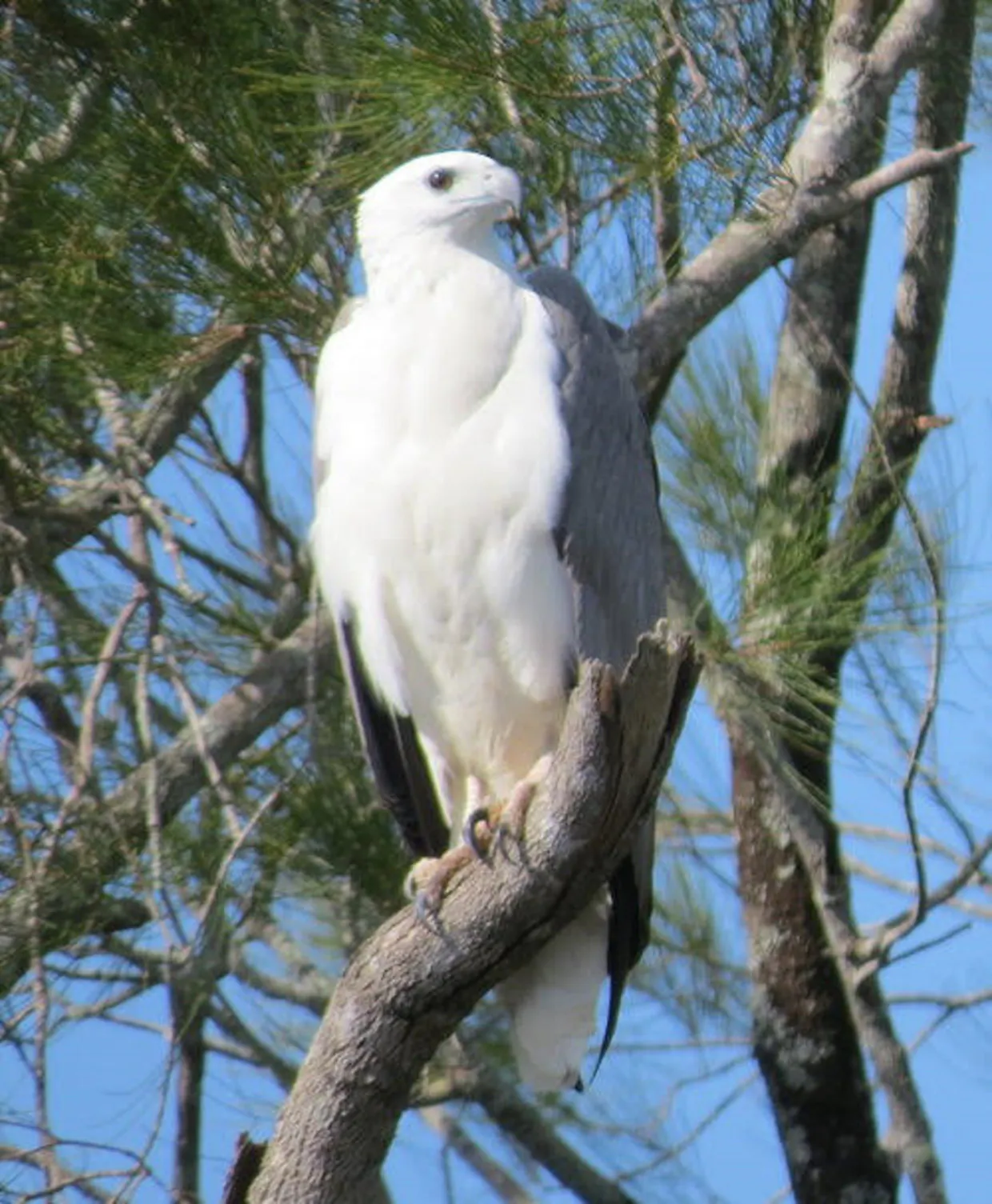 Cruise Maroochy ECO Certified Tour