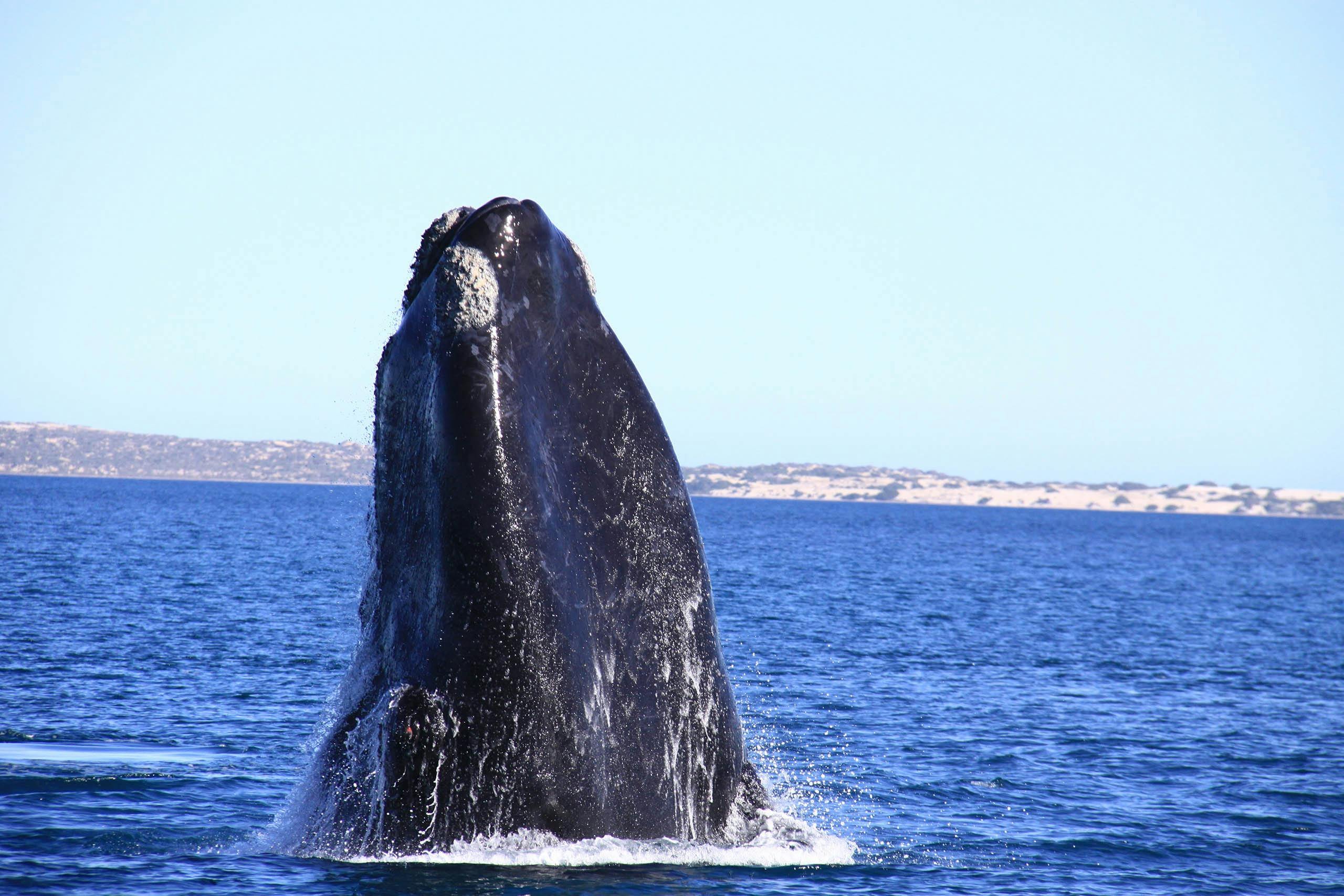 Southern right whale in the Great Australian Bight