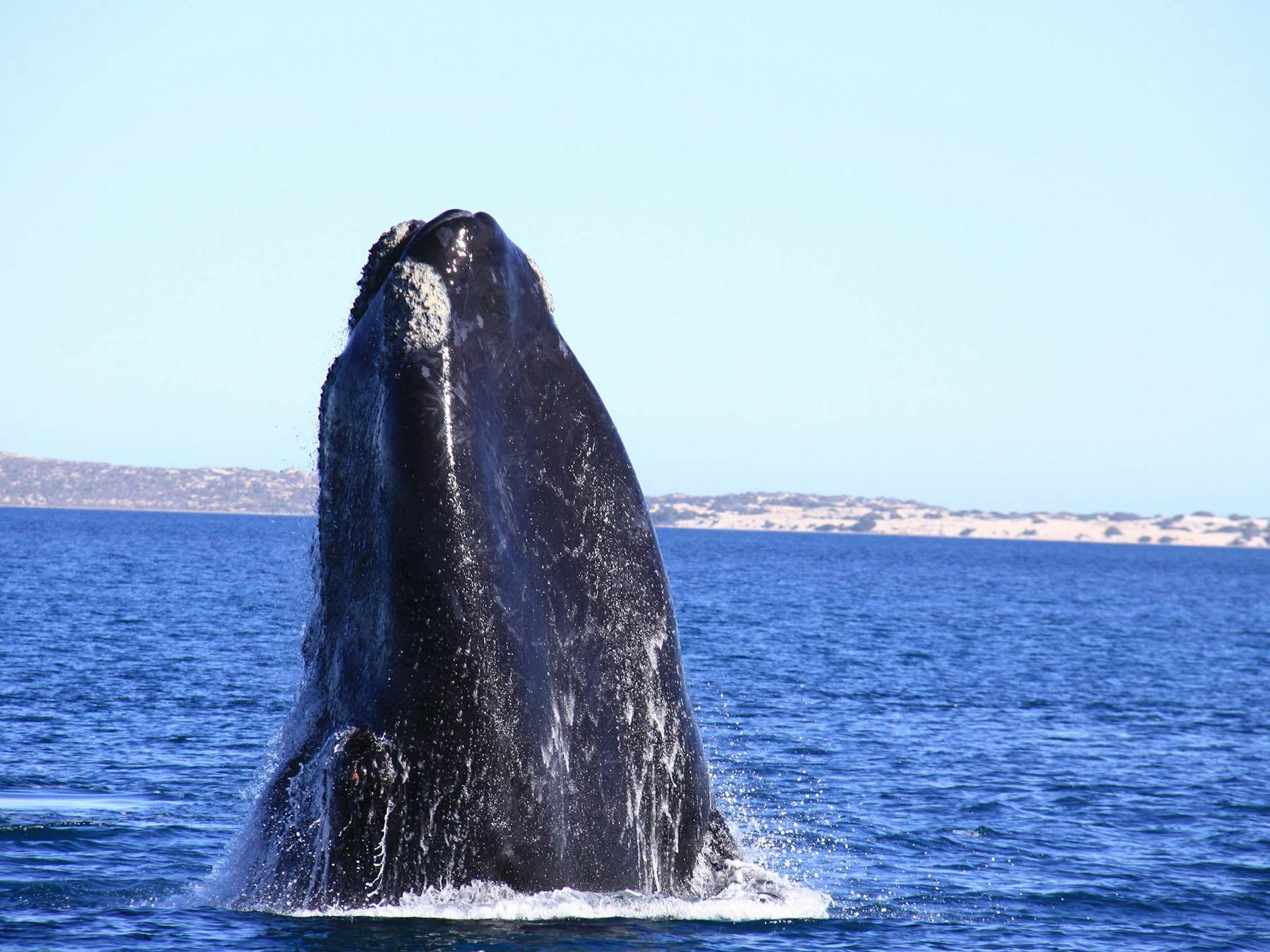Southern right whale in the Great Australian Bight