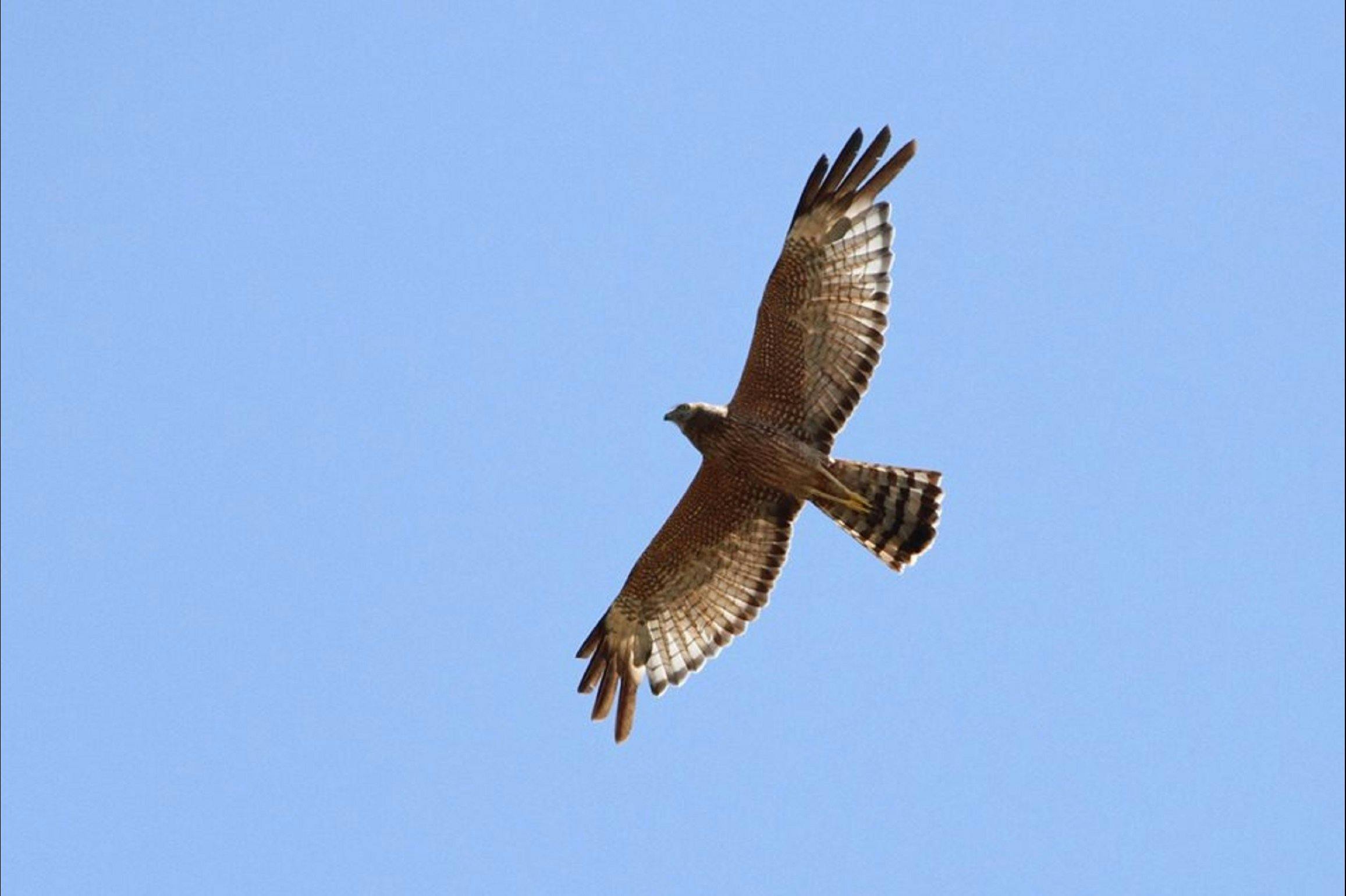 Broome Bird Observatory
