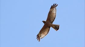 Broome Bird Observatory